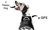 Wireless GPS Tracking Collars for Hunting Dogs Realtime Tracking Tool Size:XL
